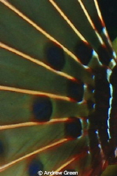 Liionfish fin close-up by Andrew Green 